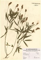 藏品(Psoralea tenuiflora Pursh)的圖片